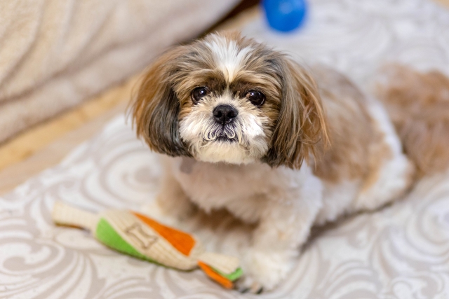 愛犬がおもちゃで遊ばない理由とは？誰でもできる楽しく遊ばせるコツをご紹介