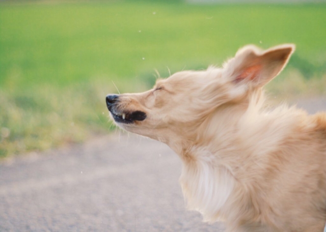 犬が「ブルブルッ」と体を振る理由とは？体調不良の可能性もあるって本当？