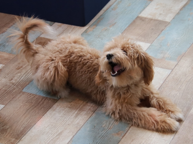 愛犬がドッグランで吠える理由とは？ドッグランでの上手な対処法をご紹介