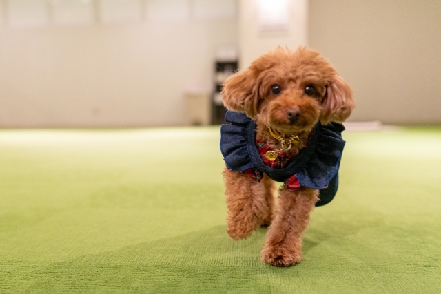 愛犬の社会化トレーニングに！貸切ドッグランを活用するメリットやトレーニング方法をご紹介
