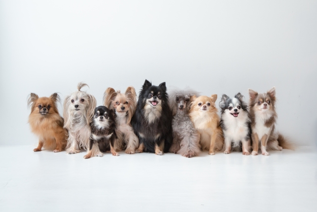 運動だけじゃない！室内ドッグランで愛犬のストレス軽減と健康管理をしよう