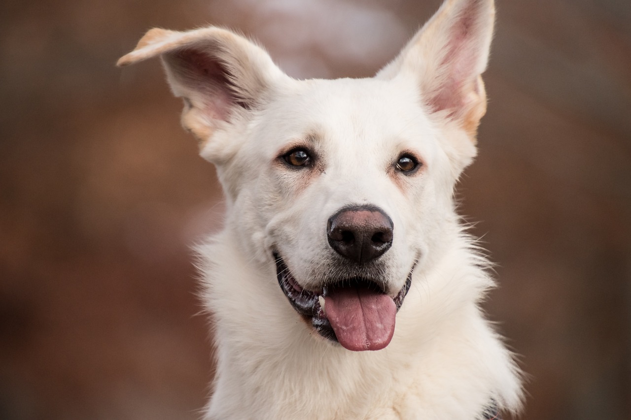 犬の笑顔は本当に笑っているの？笑顔の種類や引き出し方を詳しく解説！