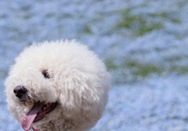 犬の寿命を延ばす最新研究！長生きワンちゃんの知られざる長寿の秘訣とは？