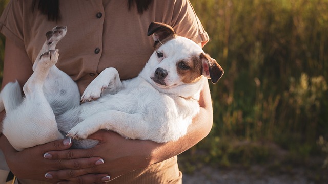 ワンちゃんと暮らすメリットとは？飼い主の心と体に与える驚きの影響をご紹介