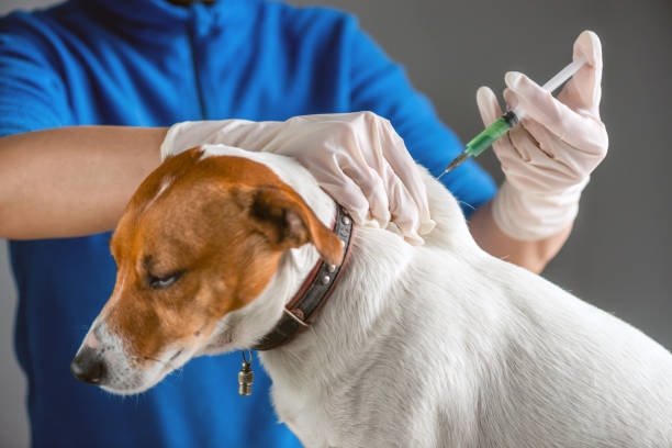 狂犬病ワクチンと混合ワクチンはなぜ必要？自分の愛犬のためだけじゃない！