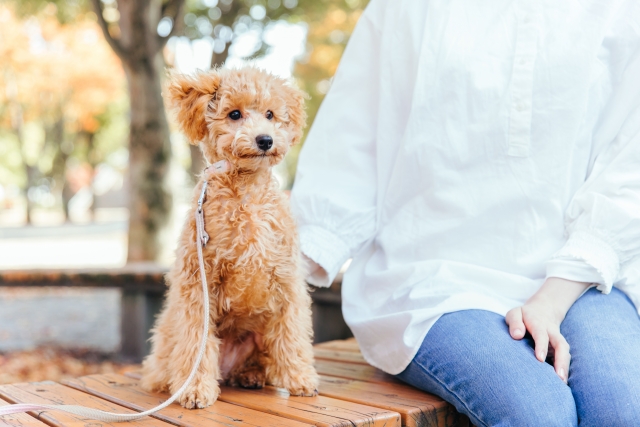 愛犬と少しでも長く暮らすために！飼い主が今すぐやめたほうがいい習慣5選
