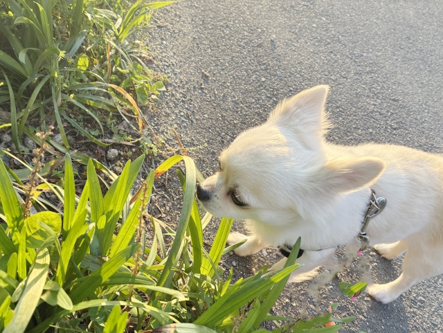 犬が草を食べるのは本能？草を食べる理由や飼い主が注意すべき点とは?