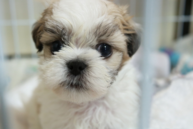 犬にとって大切な感覚器官！眉毛がもつ意外な役割や隠された秘密をご紹介