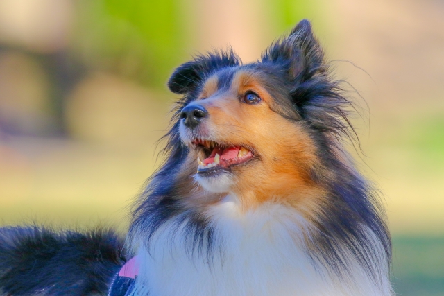 犬には色が見えている？犬の視覚のしくみや愛犬に合う色選びのコツをご紹介