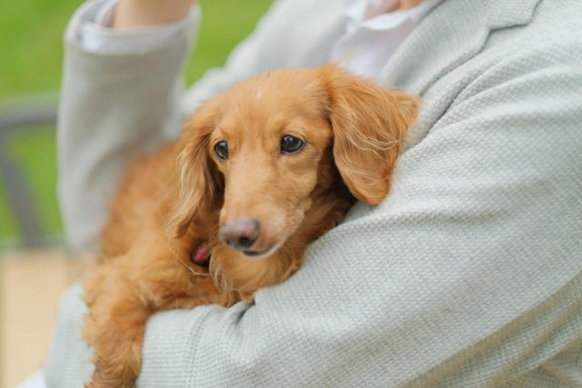 犬はいつから人間と暮らすようになったの？犬がパートナーとして選ばれた理由とは？