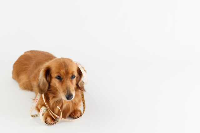 愛犬の健康を守るために！犬の肥満チェック方法とダイエットの工夫について