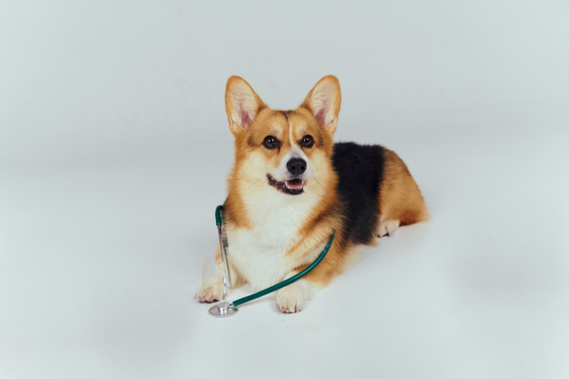 愛犬の健康寿命を延ばすために！犬の定期健診で分かる5つのことをご紹介