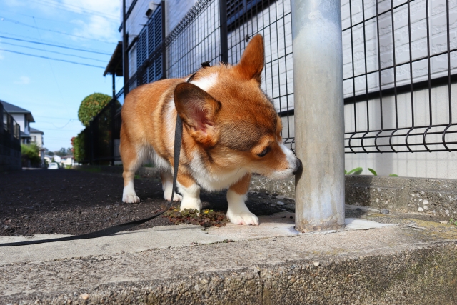 情報収集だけじゃない？犬が散歩中に色々なところをクンクン嗅ぐ理由を解説
