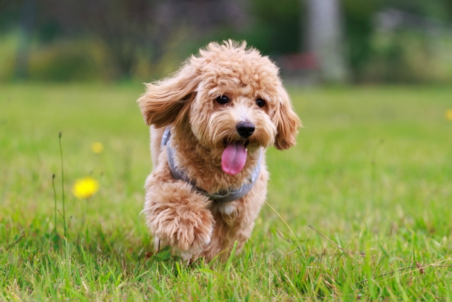 日本初のドッグランはいつどこで誕生した？ドッグラン文化の始まりと変化