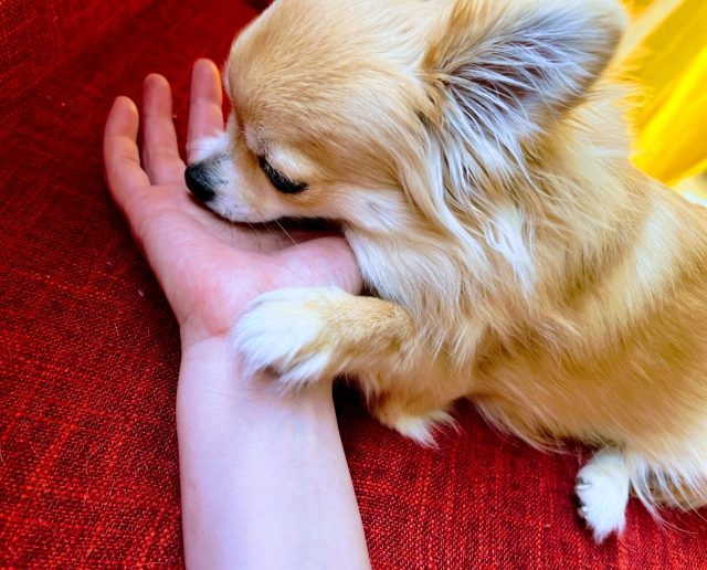 犬の嗅覚で人間の病気がわかるって本当？人間の健康をサポートする力にせまる