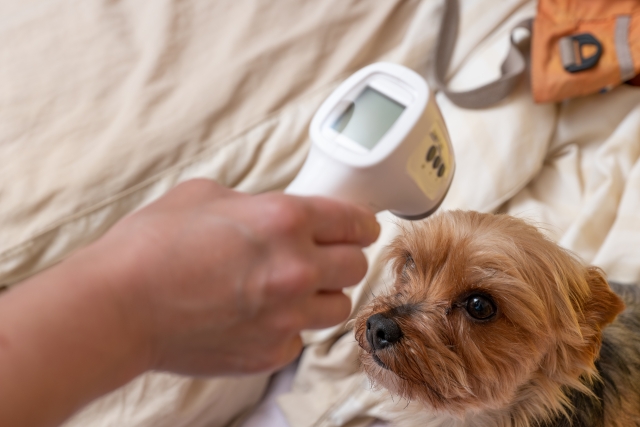 犬の体温の正しい測り方は？体温からわかる様々な健康状態について解説